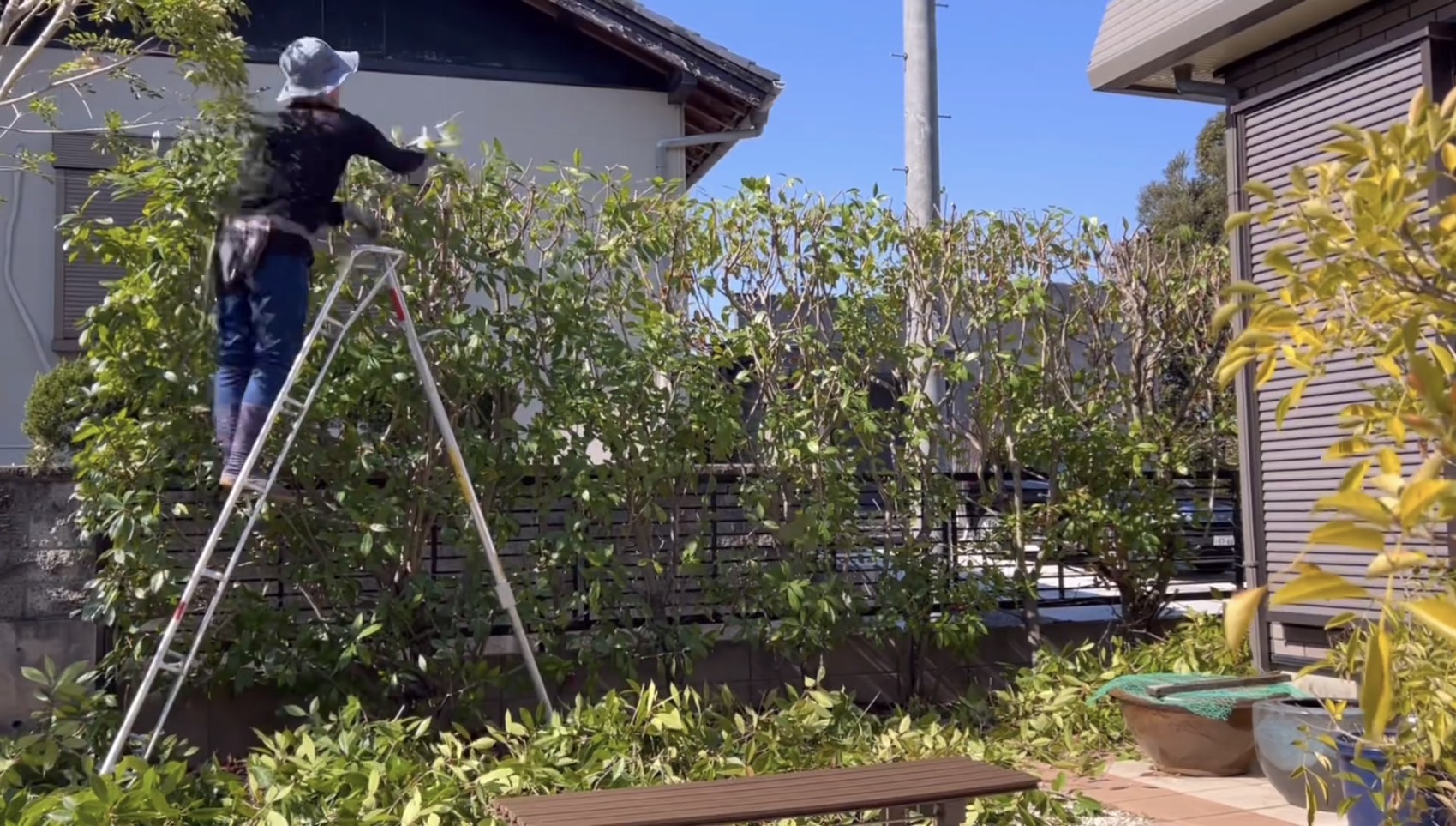 庭木の剪定作業の様子1